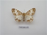 藏品(尺蛾115)的圖片